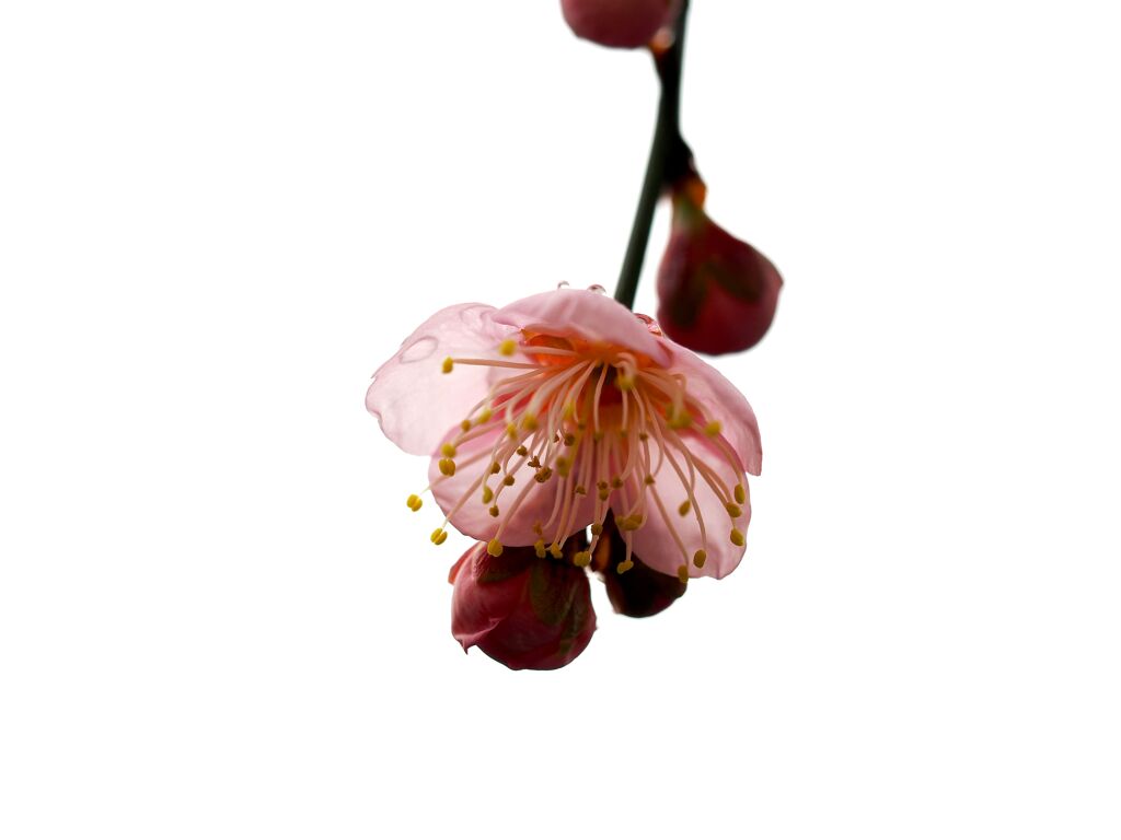 雨上がりの枝垂れ梅