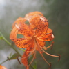 華麗