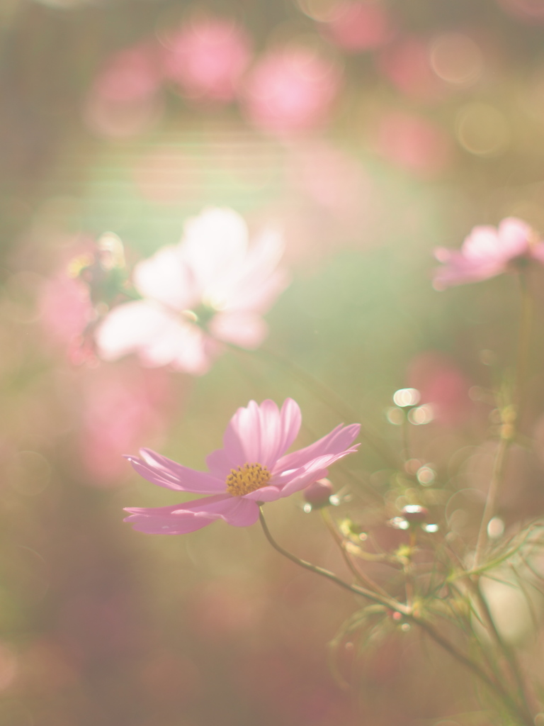 秋桜