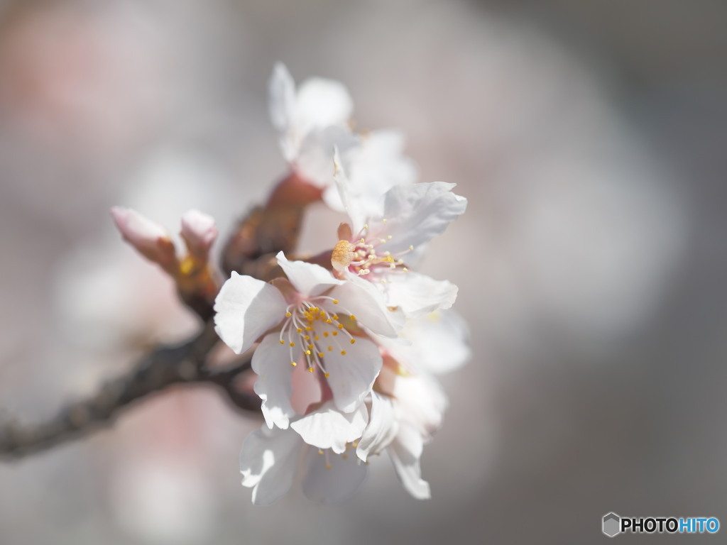 大船の桜