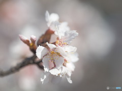 大船の桜