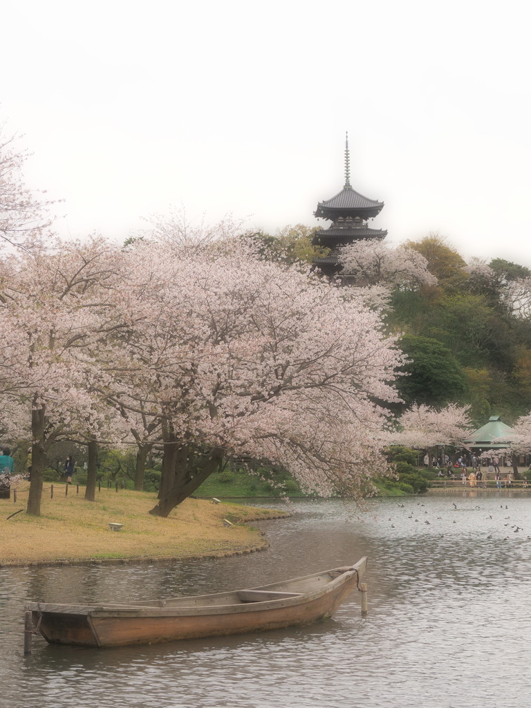 三渓園桜の頃