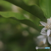 金柑の花が咲いた
