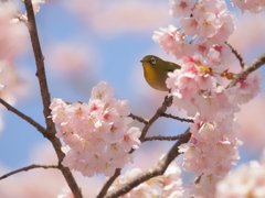 かくれんぼ
