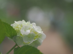白い紫陽花