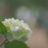 白い紫陽花
