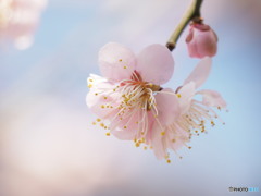 春色満開
