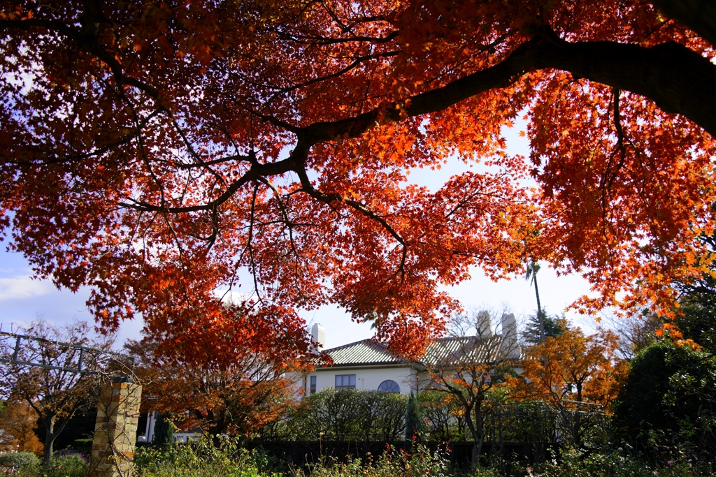 紅葉に染まるイギリス館