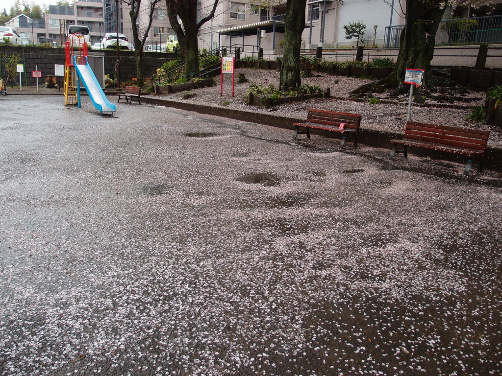 桜雪