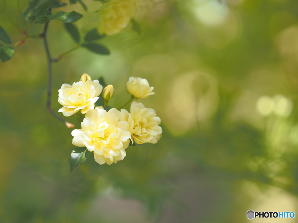 薔薇の季節の目覚め