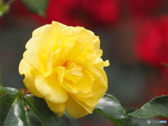 元気な黄色と情熱の赤で　～生田バラ園