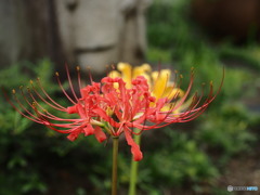 彼岸花が咲くころ　常泉寺４