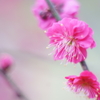 春色に染まって