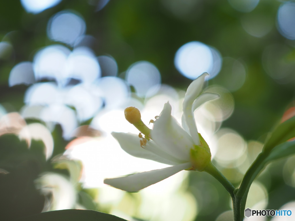 蜜柑の花　自宅のとても小さな果樹園より