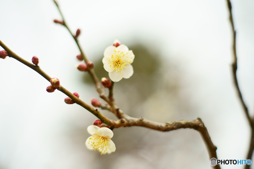 春の兆し