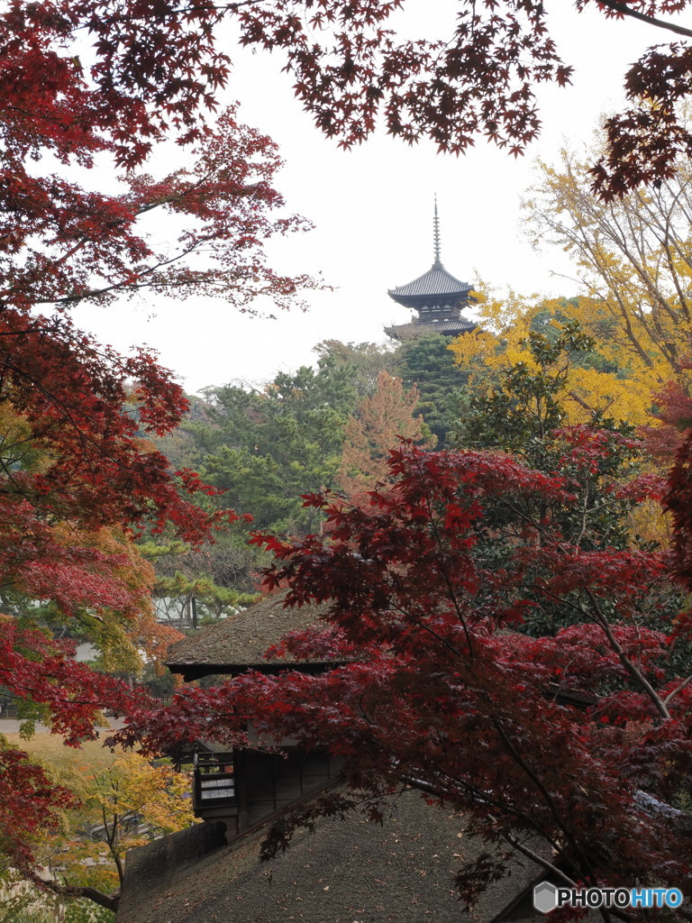 紅葉三渓園