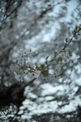 夕方の光の中で