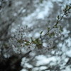 夕方の光の中で