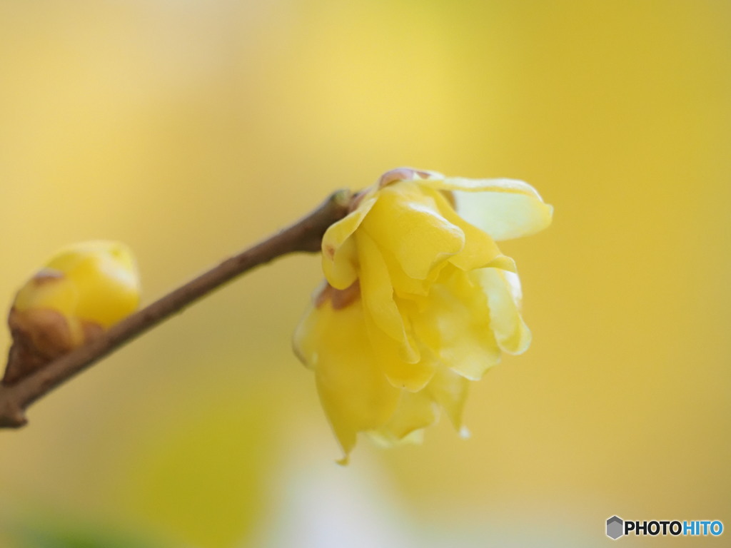 冬の到来を告げる花