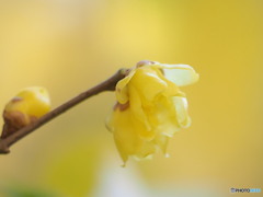 冬の到来を告げる花