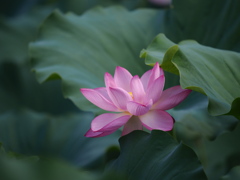 浄土の花