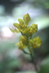 木漏れ日に包まれて