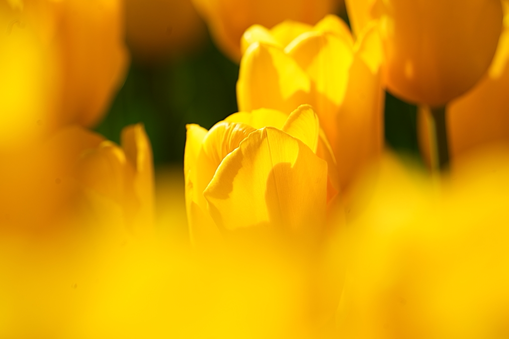 春色パステルカラー