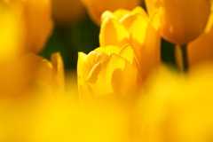 春色パステルカラー