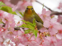 河津桜でご満悦