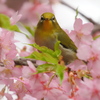 河津桜でご満悦