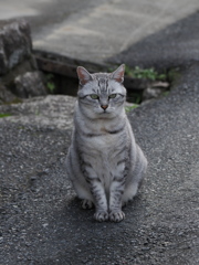 妻籠宿点描１　いらっしゃい