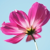 秋桜