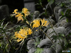 五百羅漢と鍾馗水仙　彼岸花の咲くころ常泉寺５