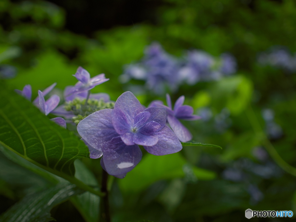 梅雨時紫陽花散歩1