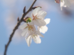 青空と玉縄桜