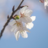 青空と玉縄桜