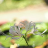 陽ざしの中で