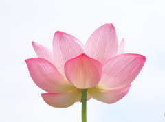 天上の花