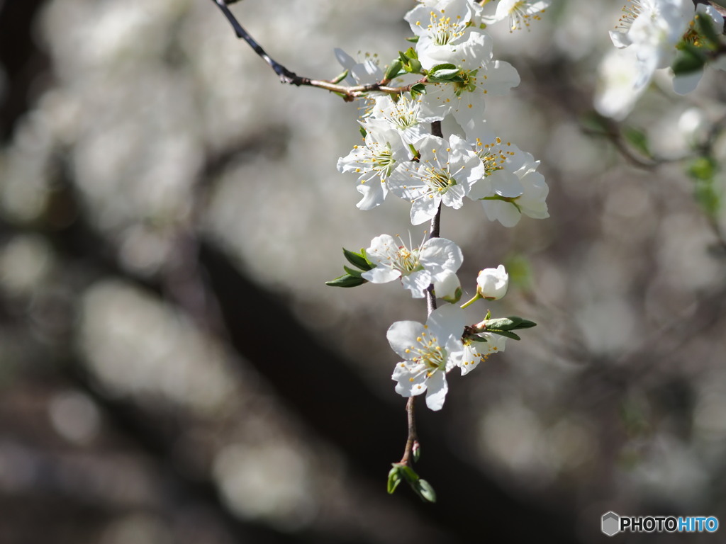 桜ですか？いいえプラムです。
