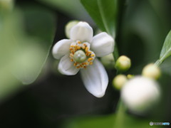 小さな果樹園から夏ミカンの花１