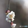 春光