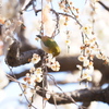 枝垂れ梅ジロー