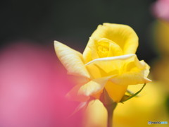 月曜日には黄色い薔薇　～生田バラ園
