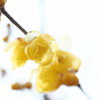 初春に香る