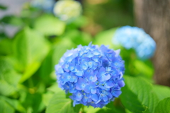 ブルーの紫陽花