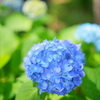 ブルーの紫陽花