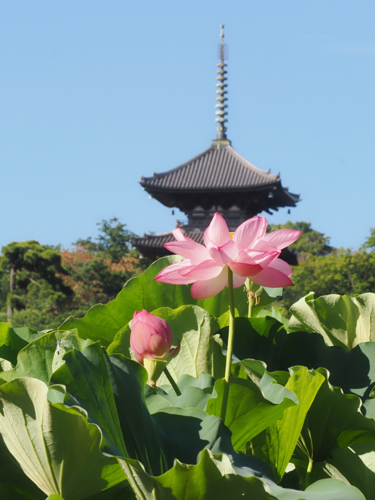 三渓園の早朝観蓮会