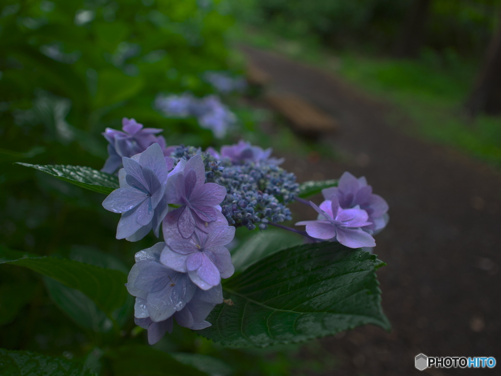 梅雨時紫陽花散歩３