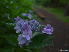梅雨時紫陽花散歩３