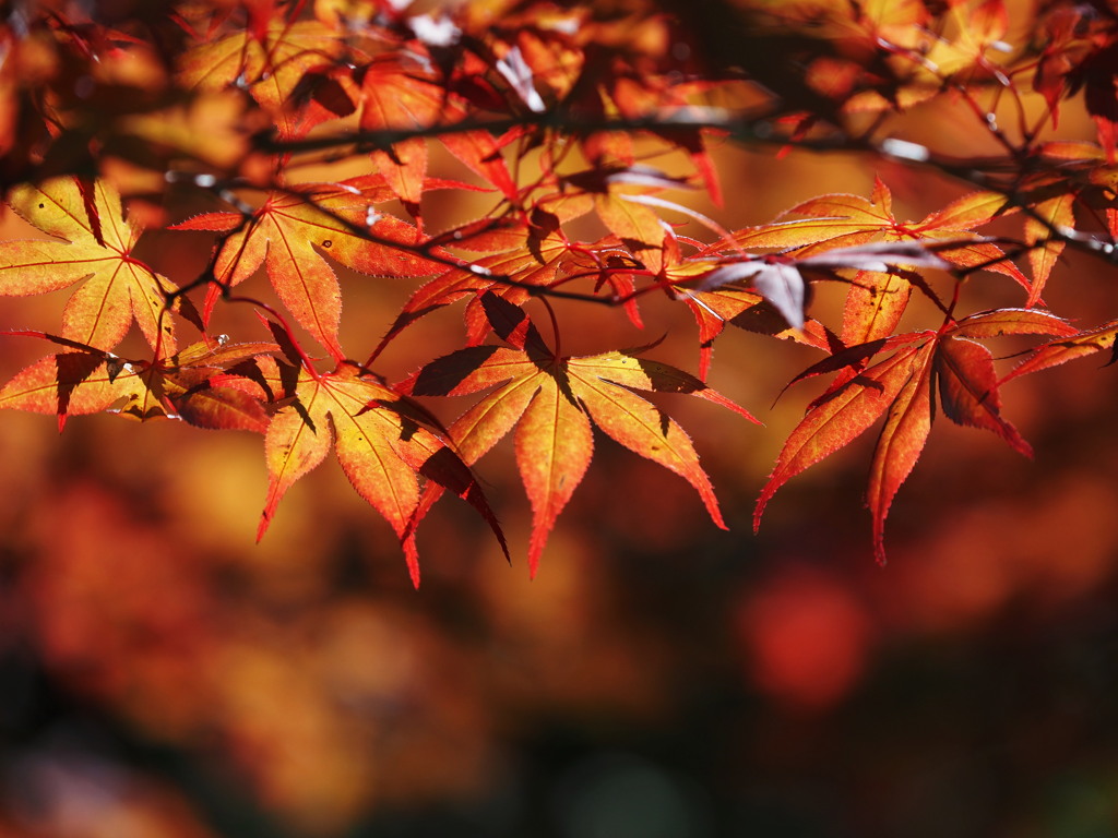 秋色紅葉
